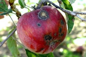 Apple_scab_on_fruit