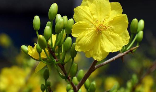 Cây Hoa Mai - Nguồn gốc, Ý nghĩa và Cách trồng chăm sóc Hoa Mai 1