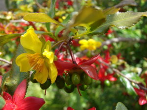Lớp cánh hoa mai vàng rụng xuống là lớp đài hoa chuyển dần sang màu đỏ như một lớp cánh hoa mới
