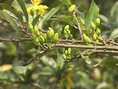 Kích nụ cho cây Mai - Nuôi trồng - Kỹ thuật nuôi trồng