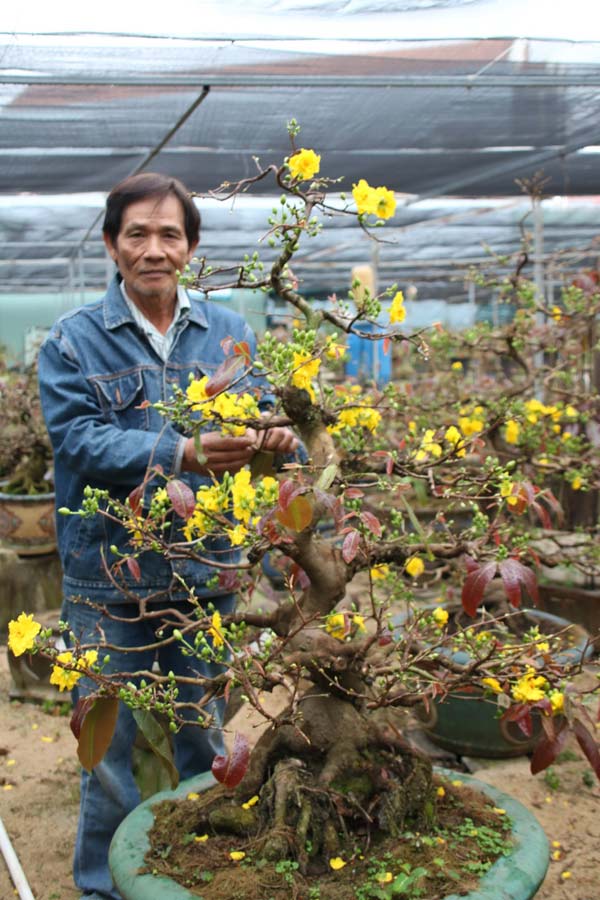 Tạo dáng cho mai vàng, 'vua' mai bonsai Bình Định thu tiền tỷ mùa Tết | - Agrinews