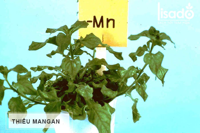 Thiếu Mangan (Mn) trên cây trồng