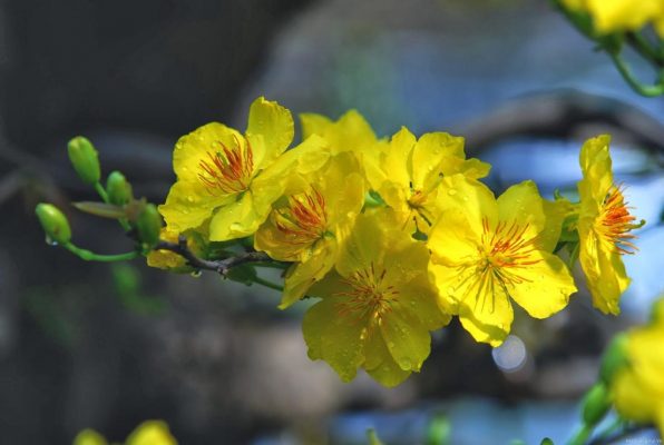 Hình ảnh nền: Hình nền hoa mai vàng ngày tết