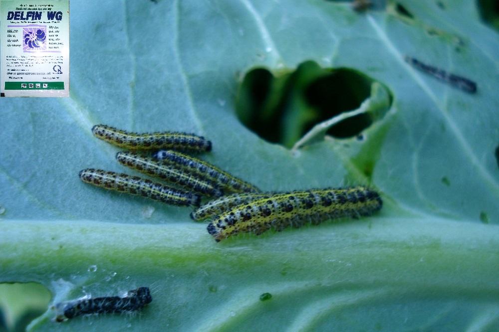 caterpillars1.jpg