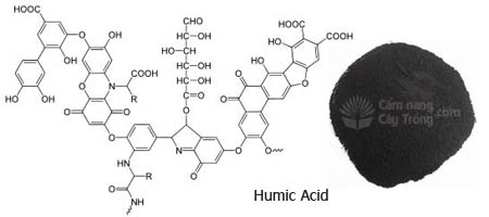 Cấu tạo Axit humic và bột Axit Humic