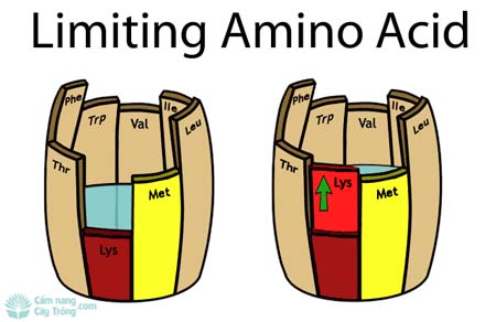 Nguyên tắc tối thiểu Amino Acid (Axit amin)