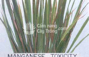 Lúa bị ngộ độc mangan