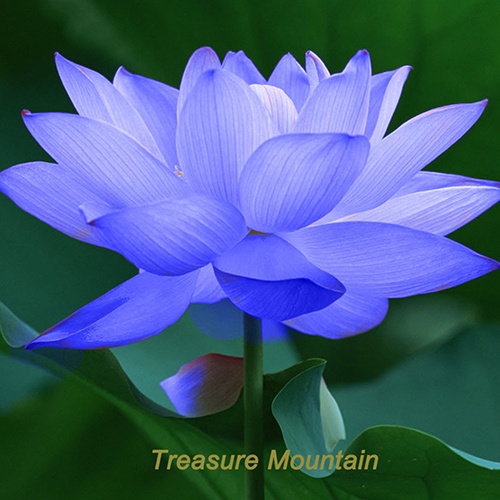 Bông hoa sen nhật bản mini màu xanh