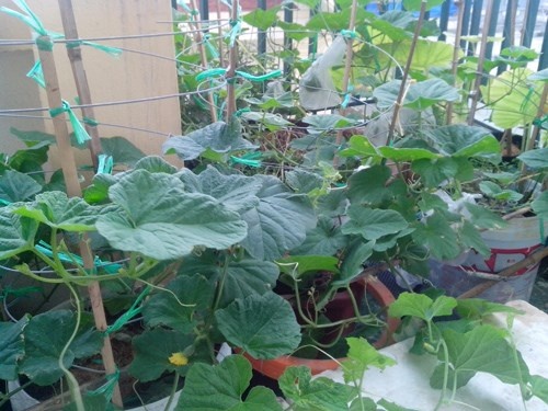 Image result for kỹ thuật trồng Giống Dưa Lê Siêu Ngọt