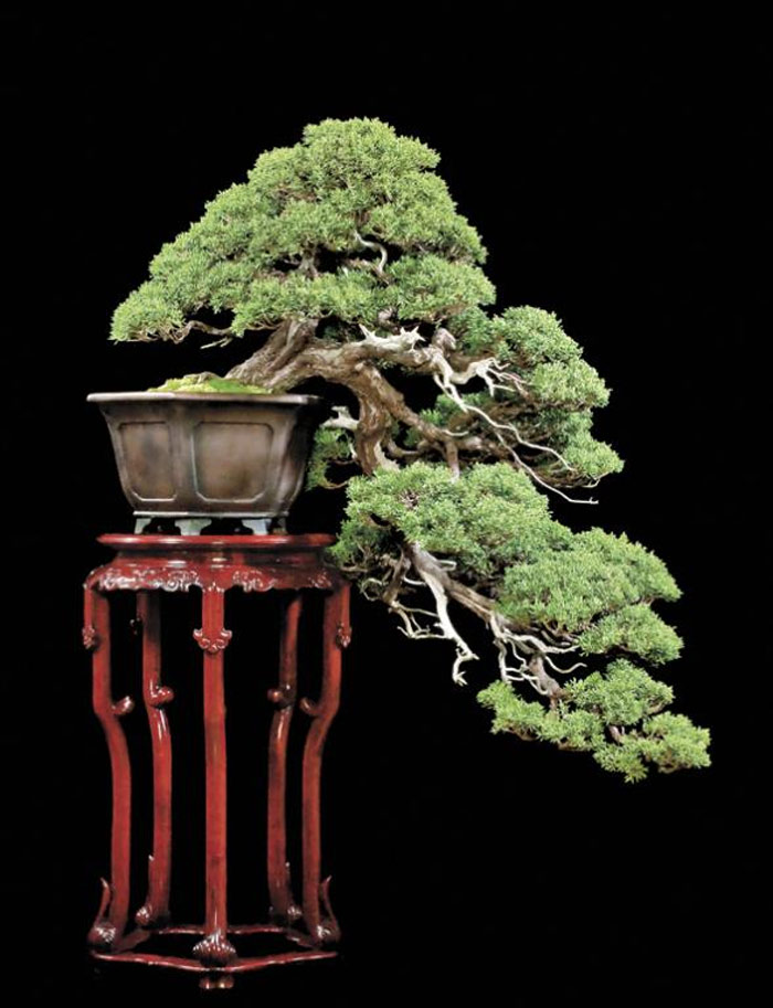 Việc uốn cành hợp lý, kết hợp với kỹ thuật trồng cây kĩ lưỡng sẽ cho ra những chậu bonsai đẹp