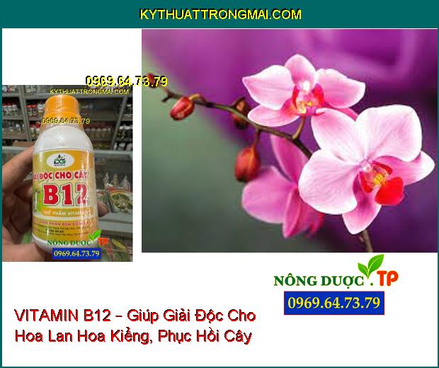 VITAMIN B12 – Giúp Giải Độc Cho Hoa Lan Hoa Kiểng – Phục Hồi Cây