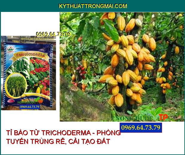 PHÂN BÓN TRUNG VI LƯỢNG - TỈ BÀO TỬ TRICHODERMA - PHÒNG TUYẾN TRÙNG RỄ, CẢI TẠO ĐẤT