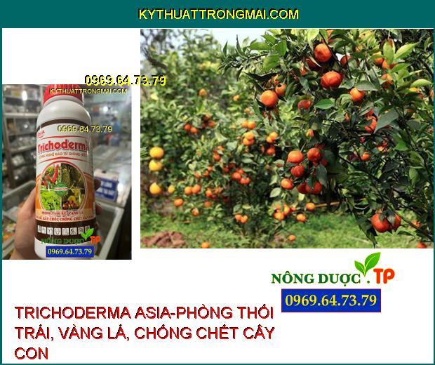 TRICHODERMA ASIA-PHÒNG THỐI TRÁI, VÀNG LÁ, CHỐNG CHẾT CÂY CON