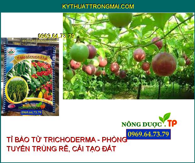 PHÂN BÓN TRUNG VI LƯỢNG - TỈ BÀO TỬ TRICHODERMA - PHÒNG TUYẾN TRÙNG RỄ, CẢI TẠO ĐẤT