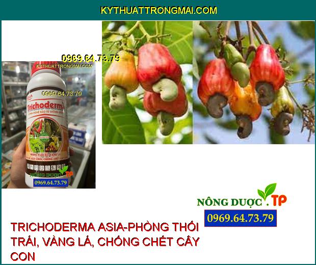 TRICHODERMA ASIA-PHÒNG THỐI TRÁI, VÀNG LÁ, CHỐNG CHẾT CÂY CON