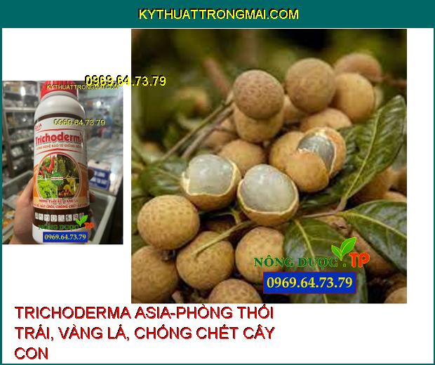 TRICHODERMA ASIA-PHÒNG THỐI TRÁI, VÀNG LÁ, CHỐNG CHẾT CÂY CON