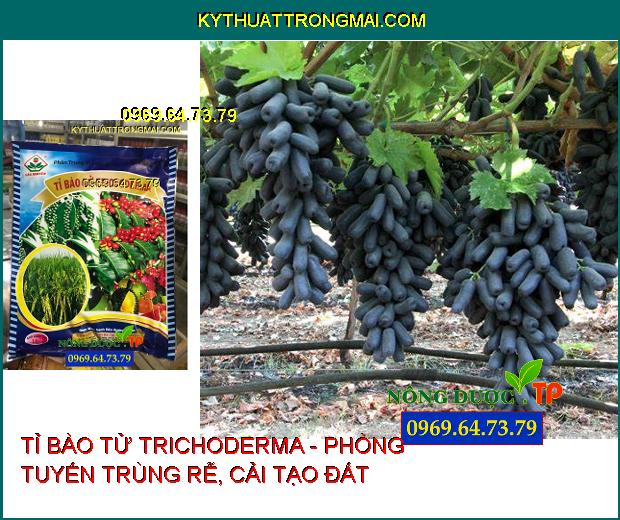 PHÂN BÓN TRUNG VI LƯỢNG - TỈ BÀO TỬ TRICHODERMA - PHÒNG TUYẾN TRÙNG RỄ, CẢI TẠO ĐẤT