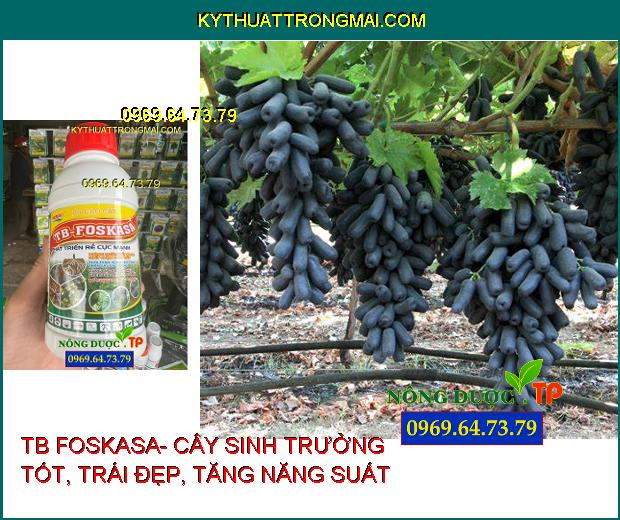 PHÂN BÓN CAO CẤP TB FOSKASA- ĐẶC TRỊ CHẾT NHANH, CHẾT CHẬM TRÊN TIÊU, THỐI THÂN, XÌ MỦ, GHẺ TRÁI TRÊN CÂY CÓ MÚI