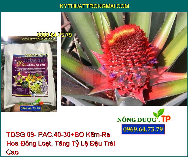 Phân Bón Vi Lượng TDSG 09- PAC.40-30+BO Kẽm- Ra Hoa Đồng Loạt, Tăng Tỷ Lệ Đậu Trái Cao