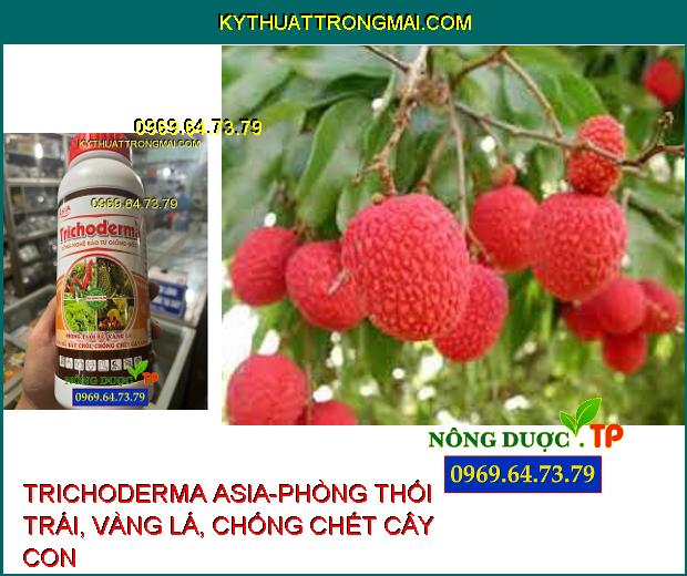 TRICHODERMA ASIA-PHÒNG THỐI TRÁI, VÀNG LÁ, CHỐNG CHẾT CÂY CON