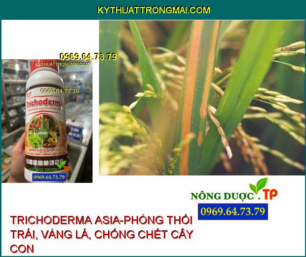 TRICHODERMA ASIA-PHÒNG THỐI TRÁI, VÀNG LÁ, CHỐNG CHẾT CÂY CON